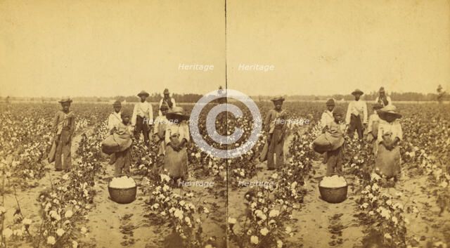 Picking cotton, group posing in the field, (1868-1900?). Creator: J. N. Wilson.