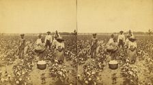 Picking cotton, group posing in the field, (1868-1900?). Creator: J. N. Wilson