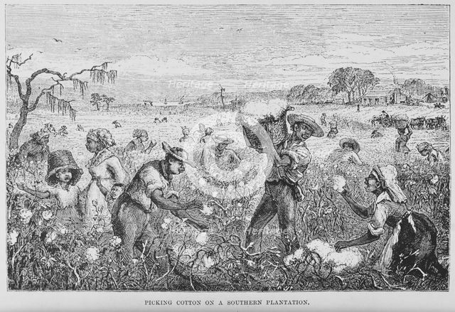 Picking cotton on a southern plantation, 1882. Creator: Unknown.