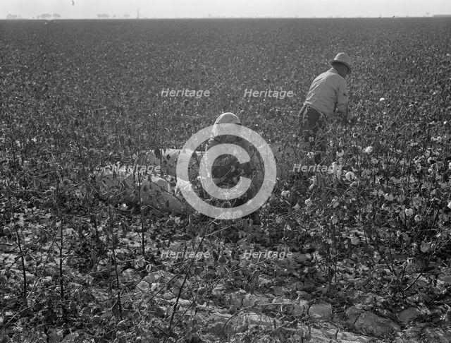 Picking cotton, San Joaquin Valley, California, 1936. Creator: Dorothea Lange.
