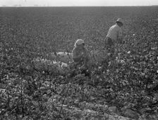 Picking cotton, San Joaquin Valley, California, 1936. Creator: Dorothea Lange