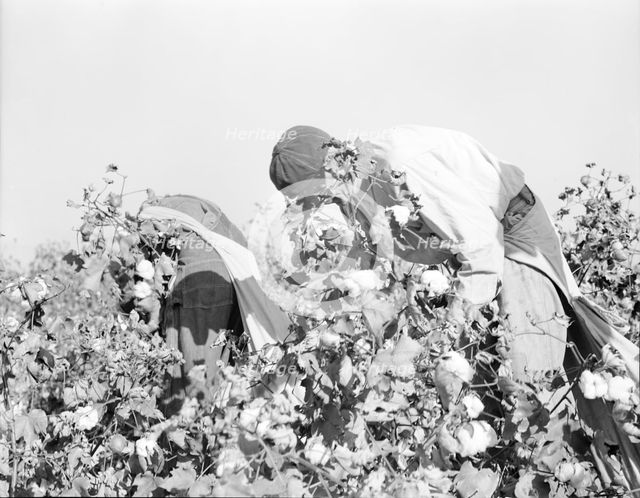 Picking cotton, San Joaquin Valley, California, 1936. Creator: Dorothea Lange.