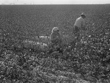 Picking cotton, San Joaquin Valley, California, 1936. Creator: Dorothea Lange