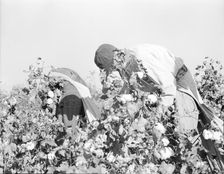 Picking cotton, San Joaquin Valley, California, 1936. Creator: Dorothea Lange