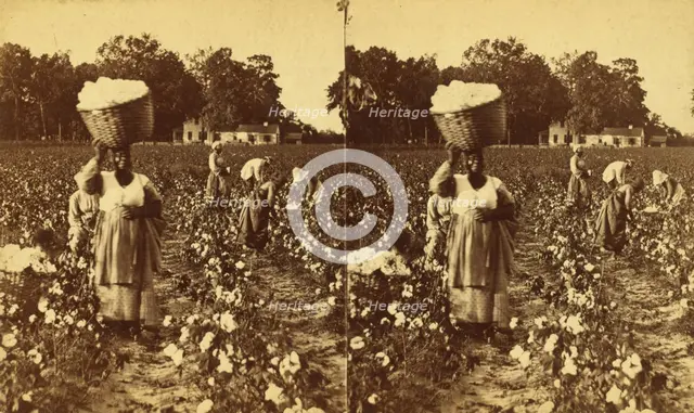 Picking cotton, woman carrying a bale of cotton., (1868-1900?). Creator: J. N. Wilson.