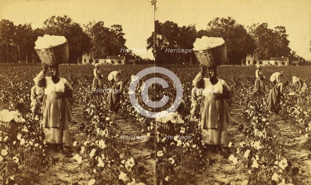 Picking cotton, woman carrying a bale of cotton., (1868-1900?). Creator: J. N. Wilson.