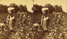 Picking cotton, woman carrying a bale of cotton., (1868-1900?). Creator: J. N. Wilson