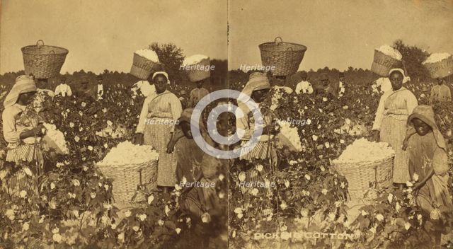 Picking cotton. [Women picking cotton], (1868-1900?). Creator: O. Pierre Havens.