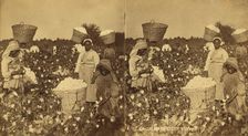 Picking cotton. [Women picking cotton], (1868-1900?). Creator: O. Pierre Havens