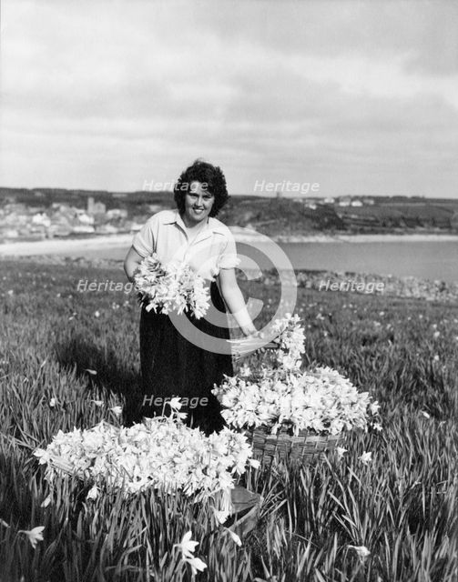 Picking daffodils, Hugh Town, Scilly Isles, c1955. Creator: Arthur Charles Kirby Ware.