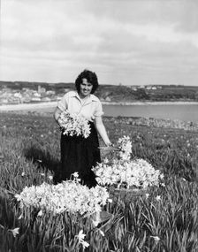 Picking daffodils, Hugh Town, Scilly Isles, c1955. Creator: Arthur Charles Kirby Ware