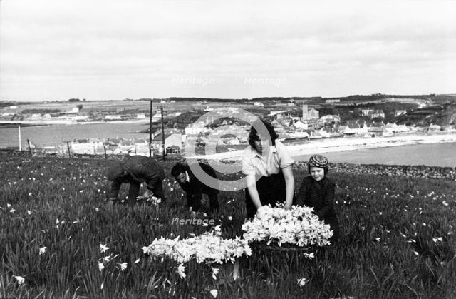 Picking daffodils, Hugh Town, Scilly Isles, c1955. Creator: Arthur Charles Kirby Ware.