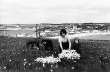 Picking daffodils, Hugh Town, Scilly Isles, c1955. Creator: Arthur Charles Kirby Ware