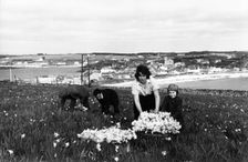Picking daffodils, Hugh Town, Scilly Isles, c1955. Creator: Arthur Charles Kirby Ware