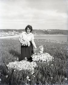 Picking flowers, St Mary's, Scilly Isles, c1955. Creator: Arthur Charles Kirby Ware