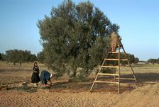 Picking olives in Tunisia
