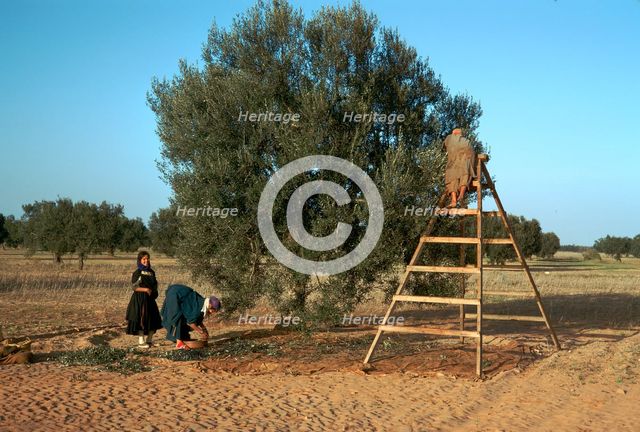 Picking olives in Tunisia. Artist: Unknown