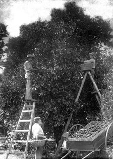 Picking oranges (Frederick George Walker beside cart - Upper Coomera), c1880s. Creator: Robert Augustus Henry L'Estrange