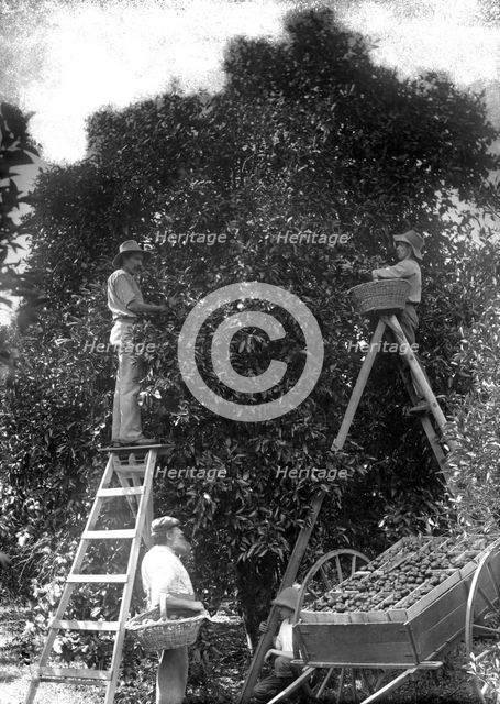 Picking oranges (Frederick George Walker beside cart - Upper Coomera), c1880s. Creator: Robert Augustus Henry L'Estrange.
