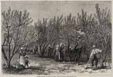 Picking Peaches in Delaware. Creator: Winslow Homer (American, 1836-1910)