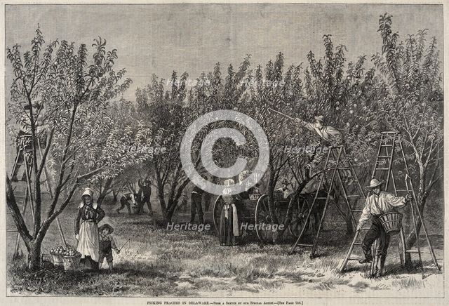 Picking Peaches in Delaware. Creator: Winslow Homer (American, 1836-1910).