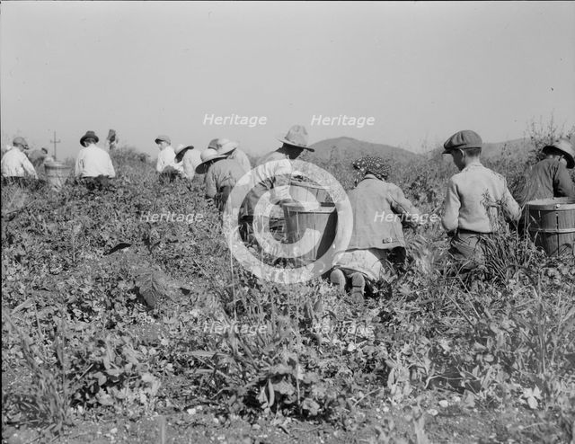 Picking peas near Nipomo, California, 1937. Creator: Dorothea Lange.