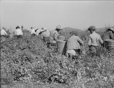 Picking peas near Nipomo, California, 1937. Creator: Dorothea Lange