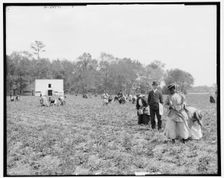 Picking strawberries, Charleston, S.C., between 1900 and 1907. Creator: Unknown