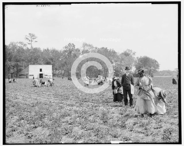 Picking strawberries, Charleston, S.C., between 1900 and 1907. Creator: Unknown.