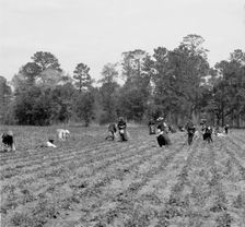 Picking strawberries, Charleston, S.C., c.between 1910 and 1920. Creator: Unknown