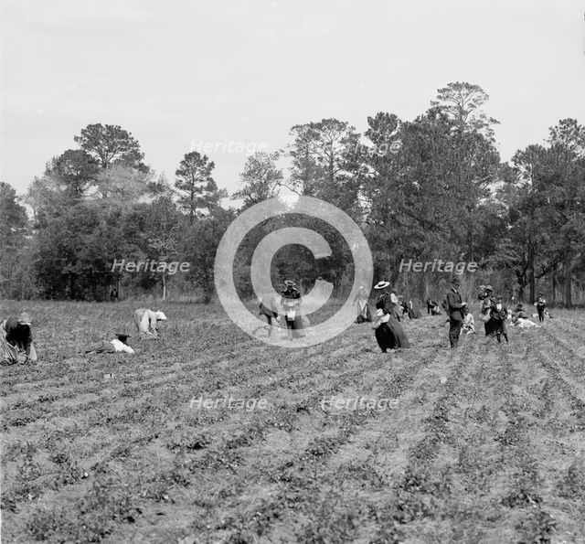 Picking strawberries, Charleston, S.C., c.between 1910 and 1920. Creator: Unknown.