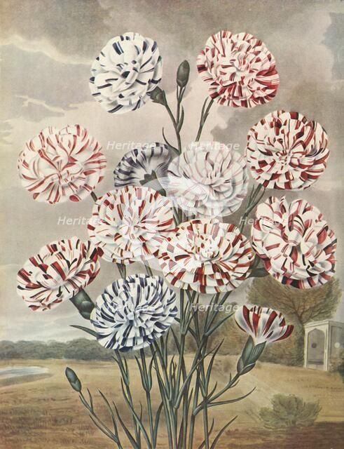 'Picotees', c1802-1821, (1948).  Creator: Thomas Baxter.