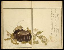 Picture Book: Selected Insects (Ehon mushi erabi), Japan, 1788. Creator: Kitagawa Utamaro