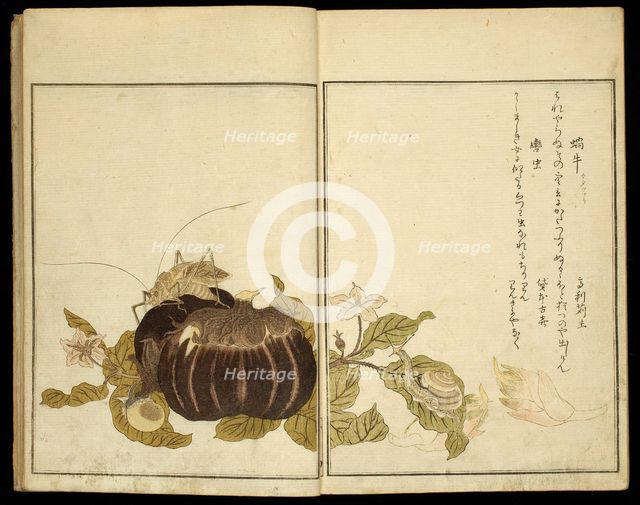 Picture Book: Selected Insects (Ehon mushi erabi), Japan, 1788. Creator: Kitagawa Utamaro.