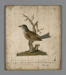 Picture of a Bird, France, 18th century. Creator: Unknown