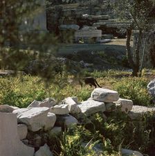 Picture of a cat in Athens