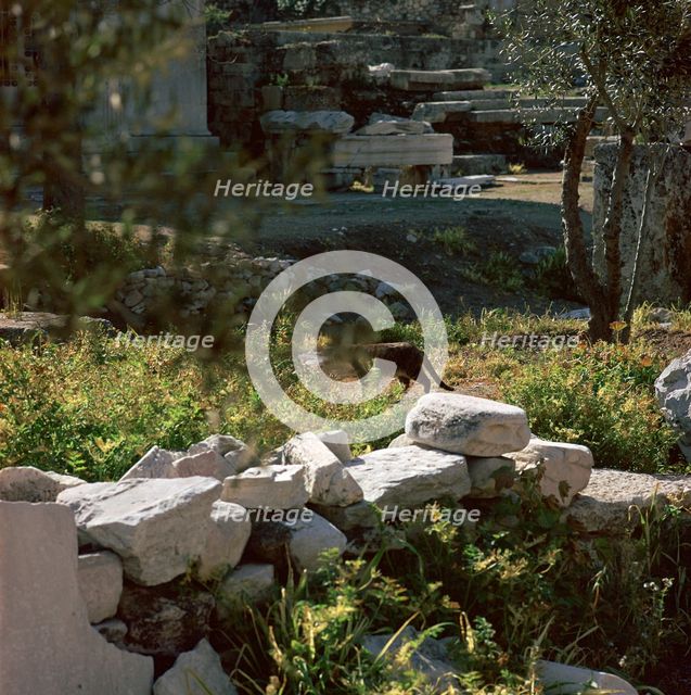 Picture of a cat in Athens. Artist: Unknown