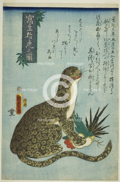 Picture of a Ferocious Tiger Drawn from Life (Shasei moko no zu), 1860. Creator: Utagawa Kunimaro.