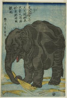 Picture of Large Elephant from India (Tenjiku hakurai dai zo no shashin), An Attraction at..., 1863. Creator: Yoshikazu