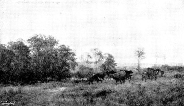 Pictures from the Royal Academy; April: Forenoon in the Condette Dunes - H. W. B. Davis, R.A., 1895. Creator: George Meisenbach.