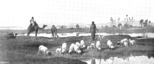 Pictures from the Royal Academy: Laban's Pasture: Jacob Serving for Rachel - F. Goodall, R.A., 1895. Creator: George Meisenbach