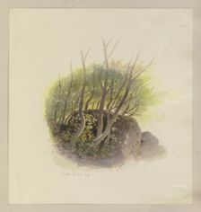Piece of a forest with a rock, 1892. Creator: Carl Theodor Reiffenstein