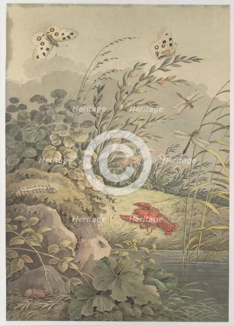 Piece of water with crab, butterflies, dragonflies and sea-buckthorn, c. 1800. Creator: Zingg, Adrian (1734-1816).