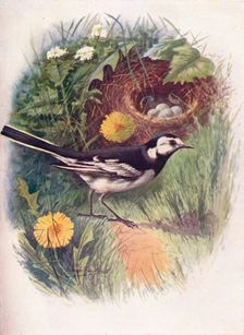 Pied Wagtail - Motacil'la lu'gubris c1910, (1910). Artist: George James Rankin
