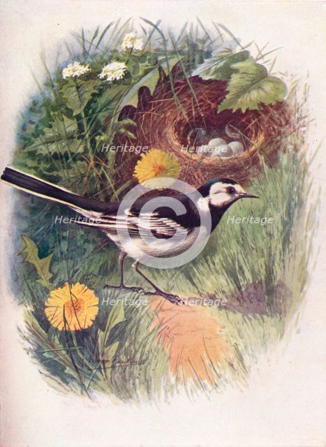 'Pied Wagtail - Motacil'la lu'gubris', c1910, (1910). Artist: George James Rankin.