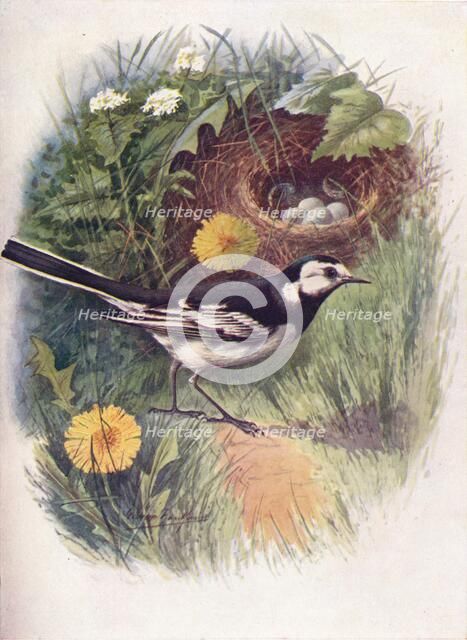 'Pied Wagtail - Motacil'la lu'gubris', c1910, (1910). Artist: George James Rankin.