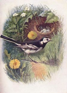 Pied Wagtail - Motacil'la lu'gubris c1910, (1910). Artist: George James Rankin