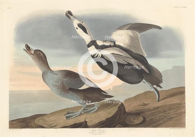 Pied Duck, 1836. Creator: Robert Havell.