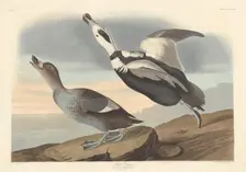 Pied Duck, 1836. Creator: Robert Havell