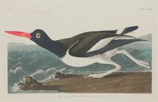 Pied Oyster-Catcher, 1834. Creator: Robert Havell